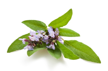 Herbal Medicine: Sage