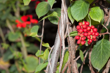 Herbal Medicine: Schisandra