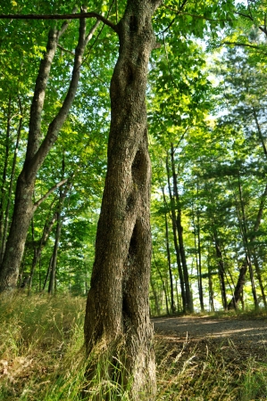 Herbal Medicine: Slippery elm