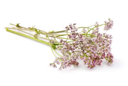 Herbal Medicine: Valerian