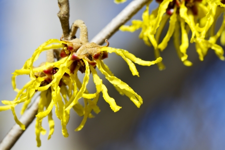 Herbal Medicine: Witch hazel